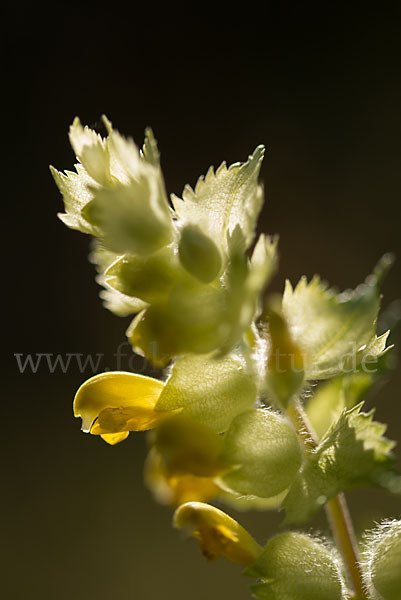 Großer Klappertopf (Rhinanthus angustifolius)