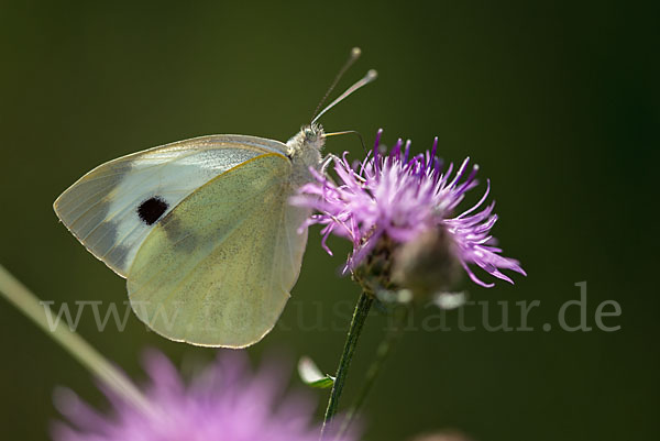 Großer Kohlweißling (Pieris brassicae)