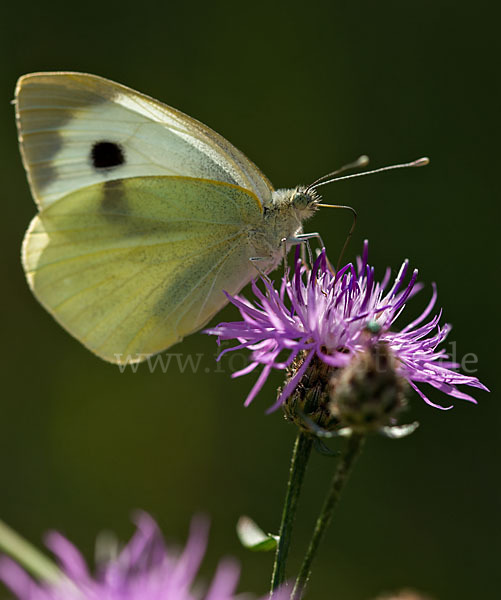 Großer Kohlweißling (Pieris brassicae)