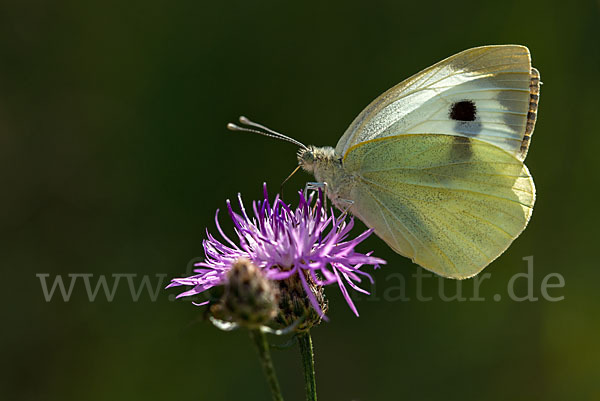 Großer Kohlweißling (Pieris brassicae)