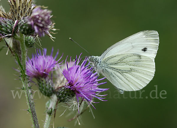 Großer Kohlweißling (Pieris brassicae)