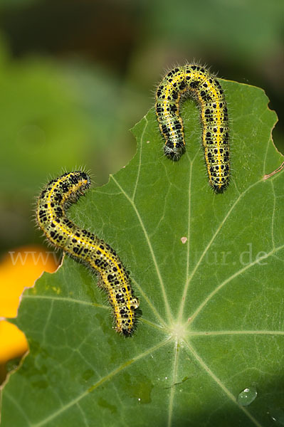 Großer Kohlweißling (Pieris brassicae)