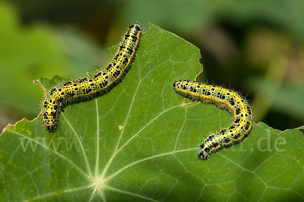 Großer Kohlweißling (Pieris brassicae)