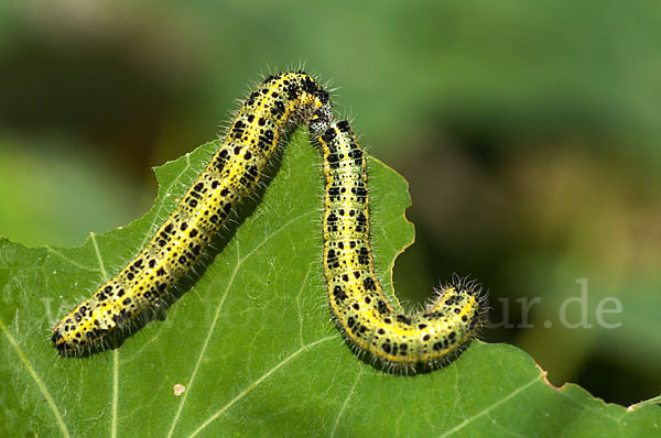 Großer Kohlweißling (Pieris brassicae)