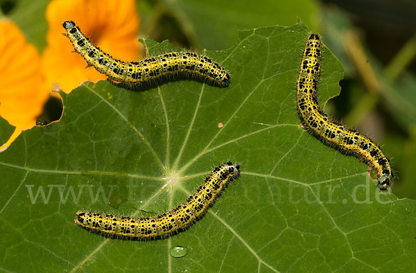 Großer Kohlweißling (Pieris brassicae)