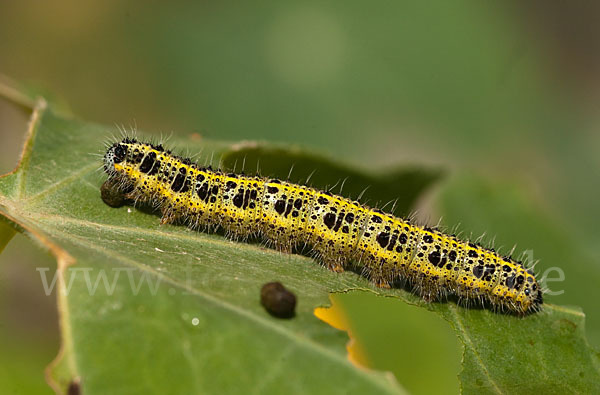 Großer Kohlweißling (Pieris brassicae)