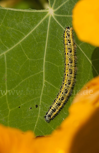 Großer Kohlweißling (Pieris brassicae)