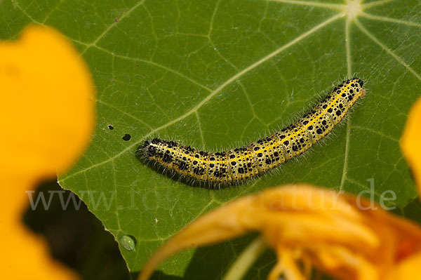 Großer Kohlweißling (Pieris brassicae)