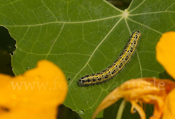 Großer Kohlweißling (Pieris brassicae)