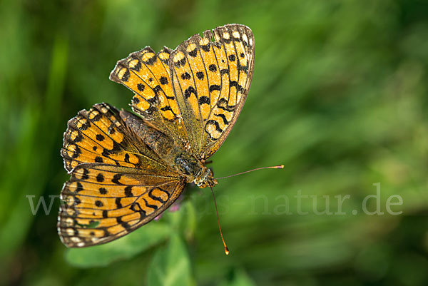 Großer Perlmutterfalter (Argynnis aglaja)