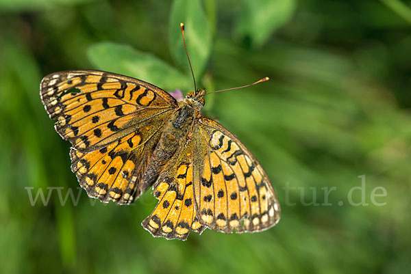 Großer Perlmutterfalter (Argynnis aglaja)