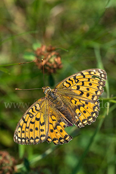 Großer Perlmutterfalter (Argynnis aglaja)