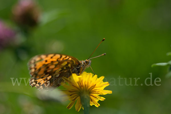 Großer Perlmutterfalter (Argynnis aglaja)