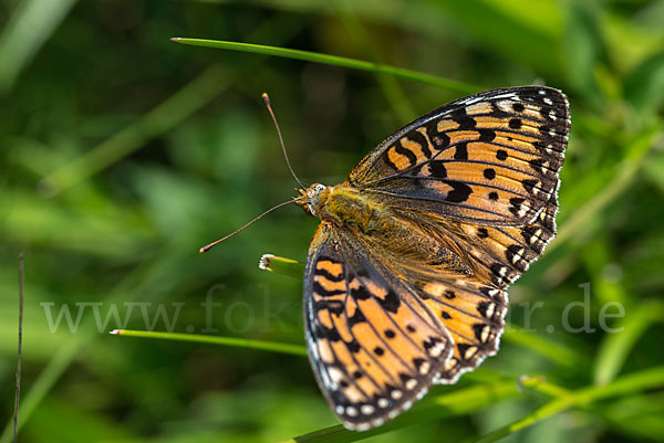 Großer Perlmutterfalter (Argynnis aglaja)