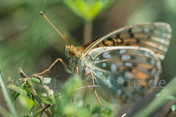 Großer Perlmutterfalter (Argynnis aglaja)