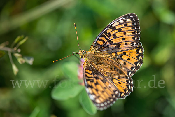 Großer Perlmutterfalter (Argynnis aglaja)