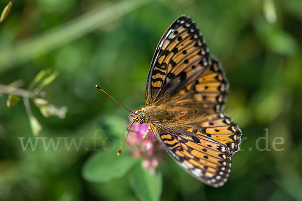 Großer Perlmutterfalter (Argynnis aglaja)