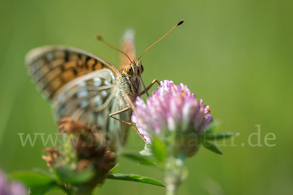 Großer Perlmutterfalter (Argynnis aglaja)