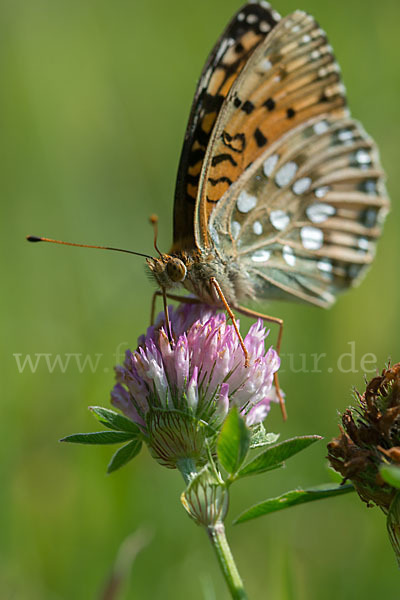 Großer Perlmutterfalter (Argynnis aglaja)