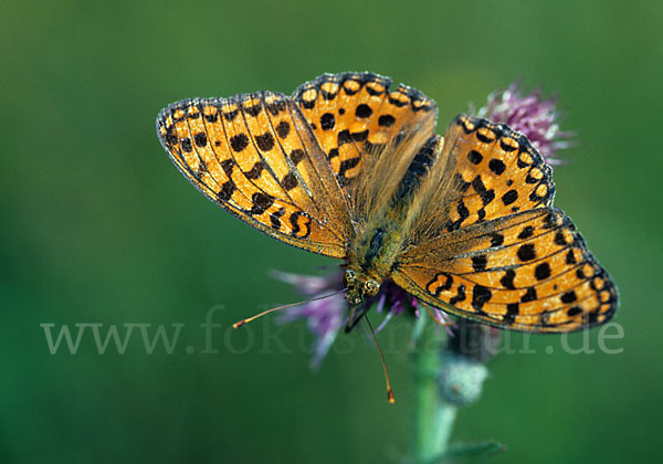 Großer Perlmutterfalter (Argynnis aglaja)