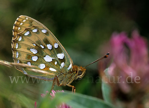 Großer Perlmutterfalter (Argynnis aglaja)