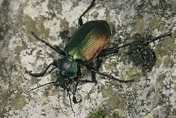 Großer Puppenräuber (Calosoma sycophanta)