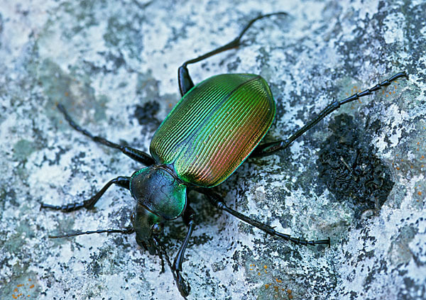 Großer Puppenräuber (Calosoma sycophanta)