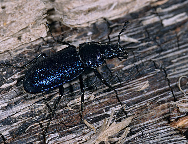 Großer Rehschröter (Platycerus caraboides)