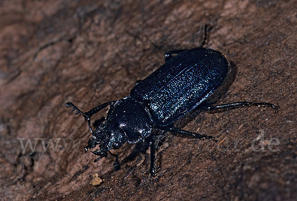 Großer Rehschröter (Platycerus caraboides)