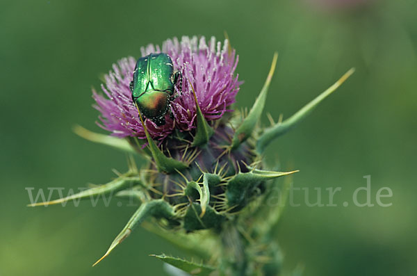 Großer Rosenkäfer (Protaetia aeruginosa)