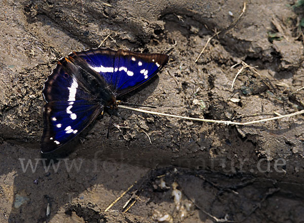 Großer Schillerfalter (Apatura iris)