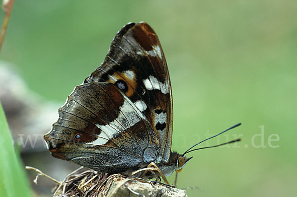 Großer Schillerfalter (Apatura iris)