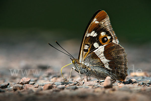 Großer Schillerfalter (Apatura iris)