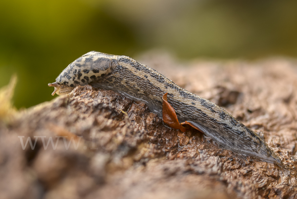 Großer Schnegel (Limax maximus)