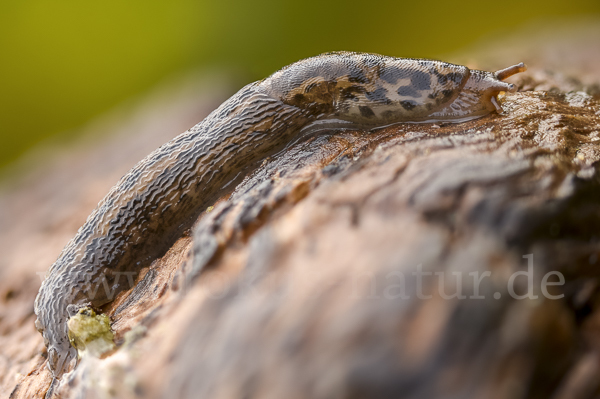 Großer Schnegel (Limax maximus)