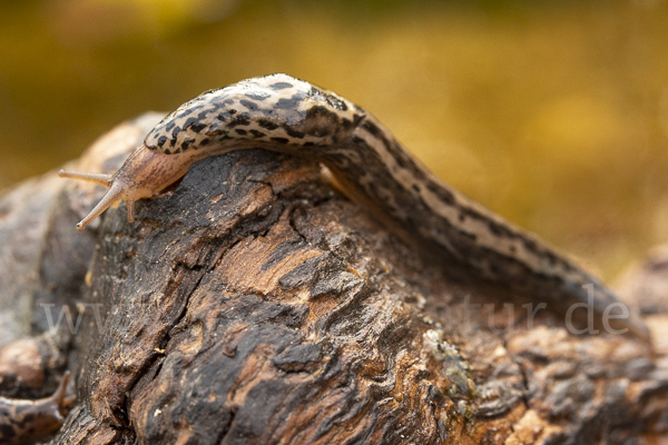 Großer Schnegel (Limax maximus)