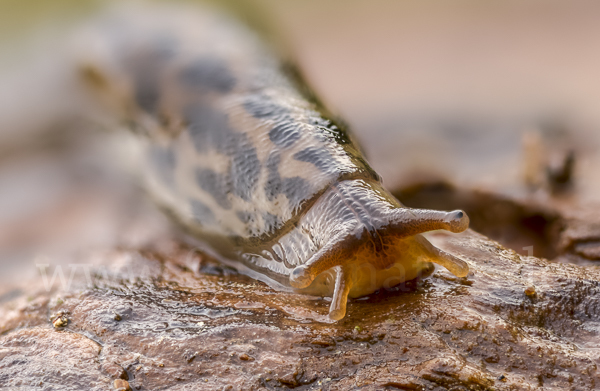 Großer Schnegel (Limax maximus)