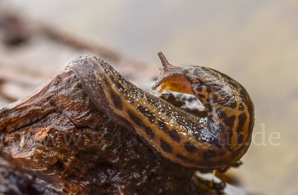 Großer Schnegel (Limax maximus)