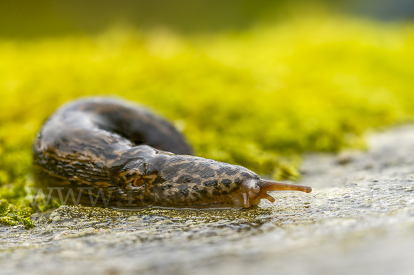 Großer Schnegel (Limax maximus)