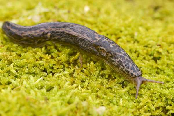 Großer Schnegel (Limax maximus)