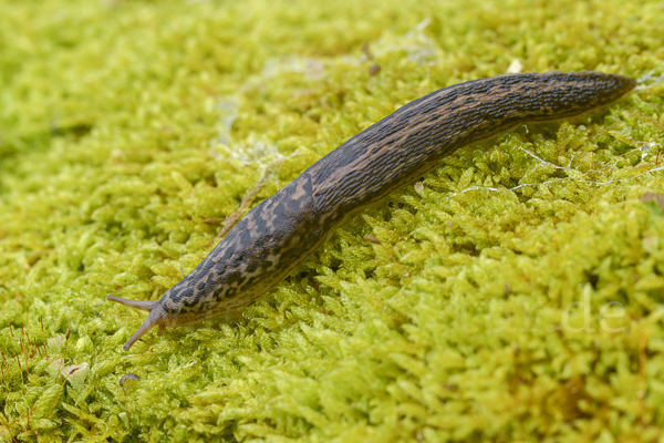 Großer Schnegel (Limax maximus)