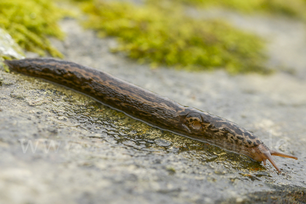 Großer Schnegel (Limax maximus)