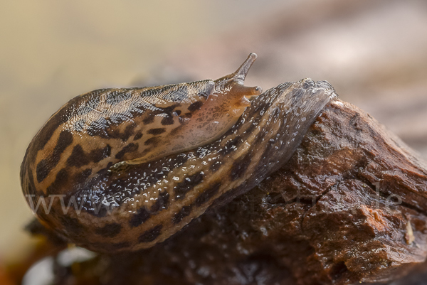 Großer Schnegel (Limax maximus)