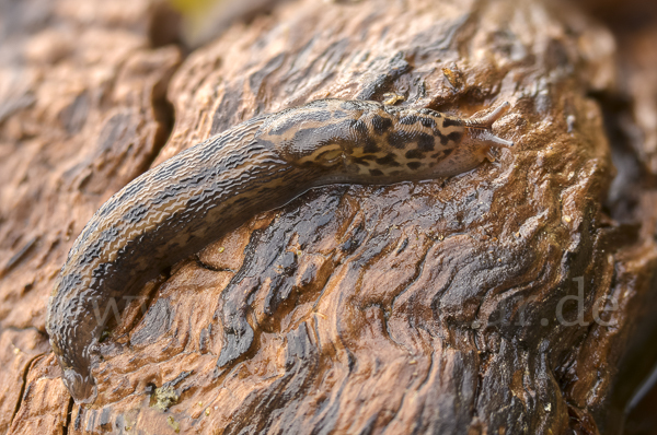 Großer Schnegel (Limax maximus)