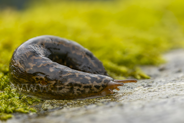 Großer Schnegel (Limax maximus)