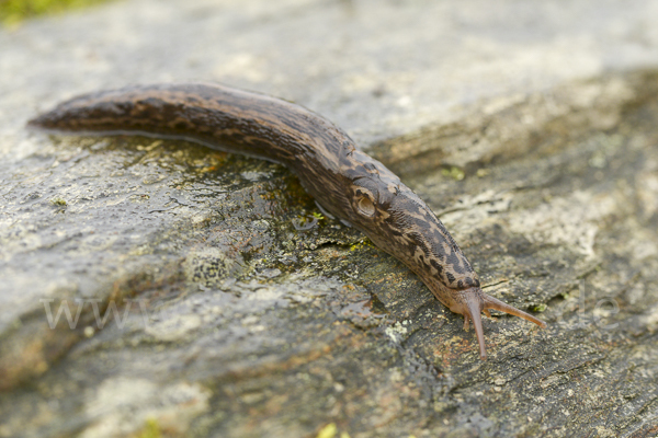 Großer Schnegel (Limax maximus)