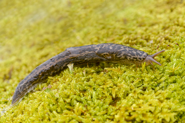 Großer Schnegel (Limax maximus)