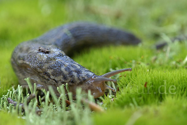 Großer Schnegel (Limax maximus)