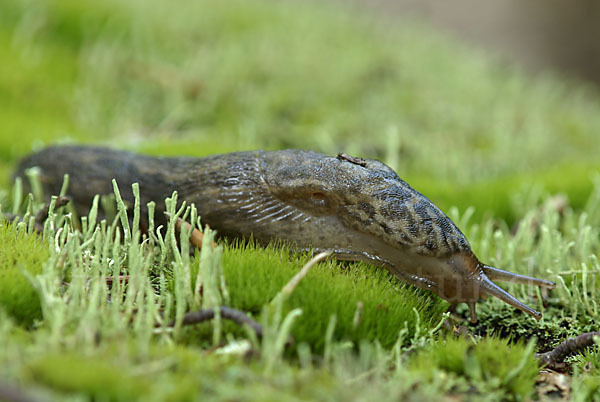 Großer Schnegel (Limax maximus)