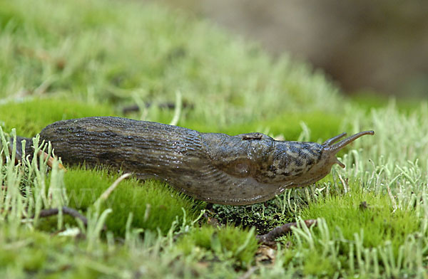 Großer Schnegel (Limax maximus)